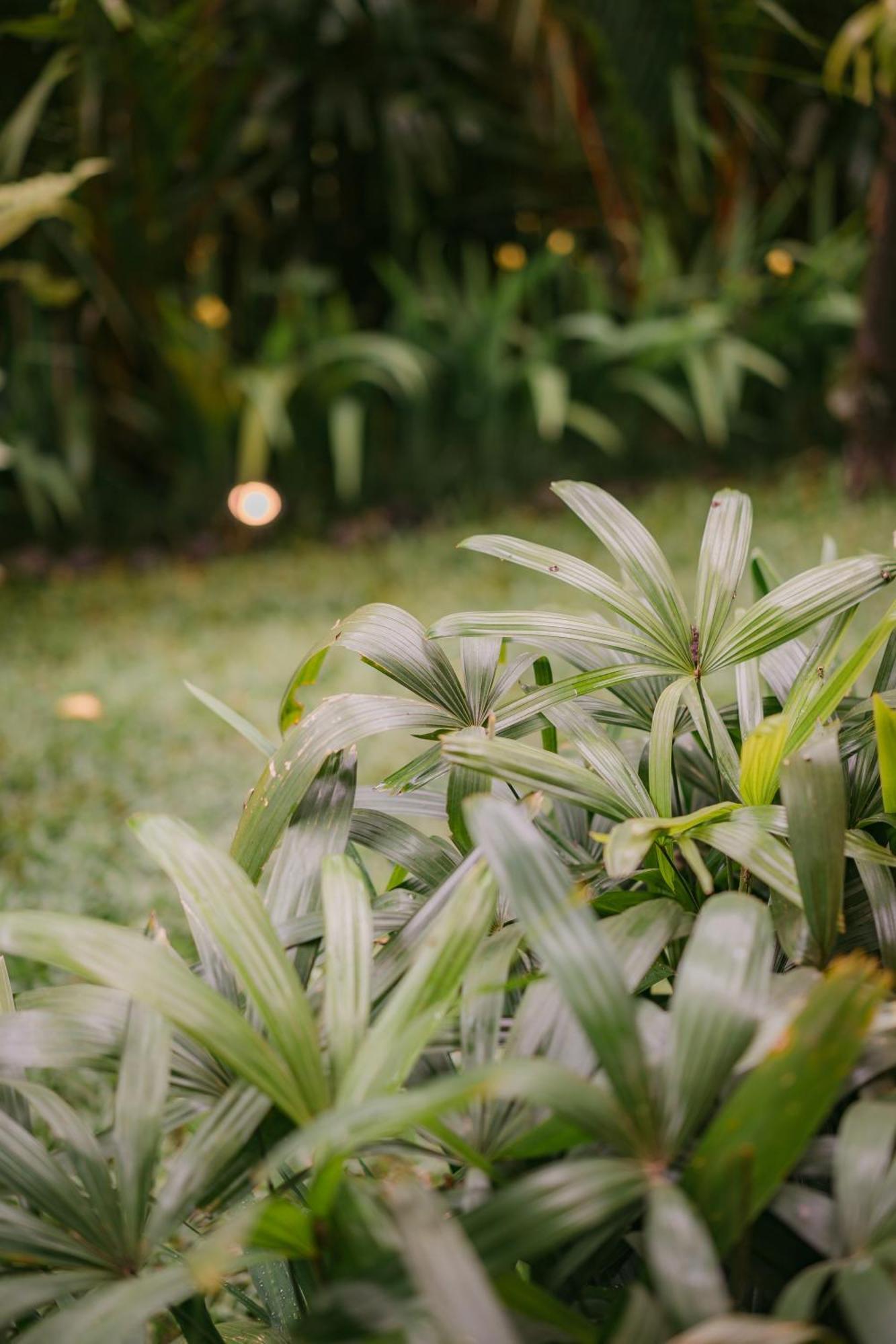 시데멘 Alamvaya Bali Bamboo House 빌라 외부 사진
